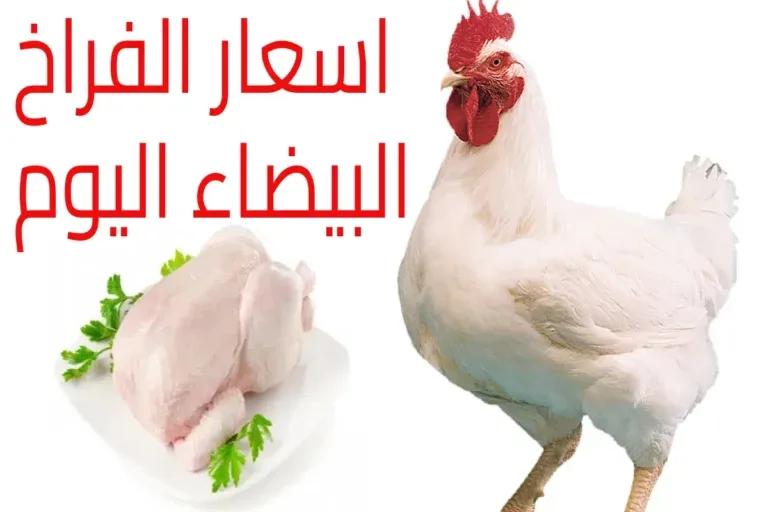 أسعار الفراخ اليوم