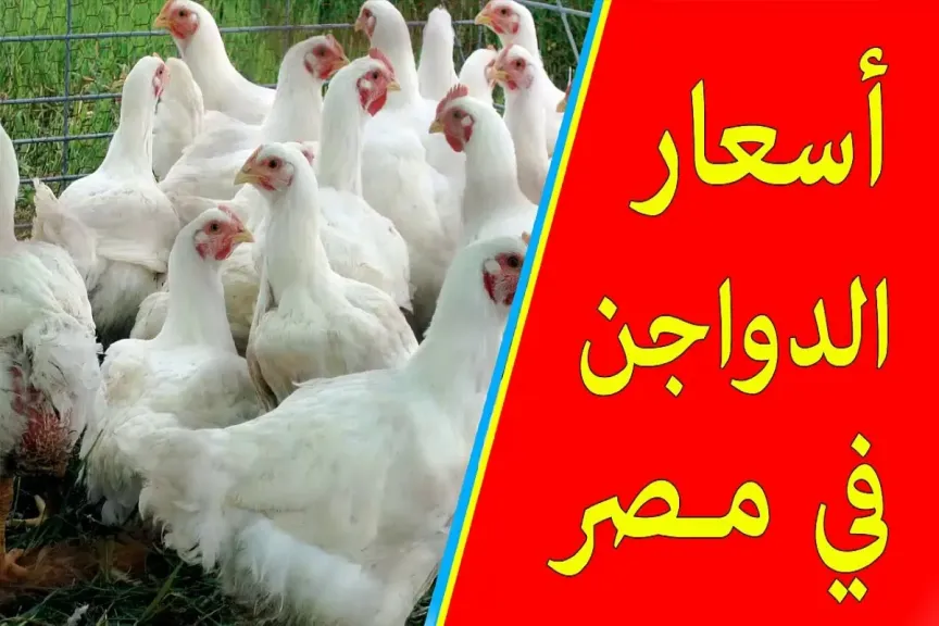 بورصة الدواجن اليوم الفراخ البيضاء