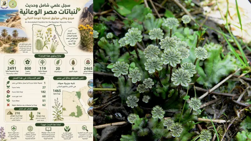 النباتات الوعائية المصرية